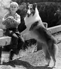 Timmy and Lassie Again